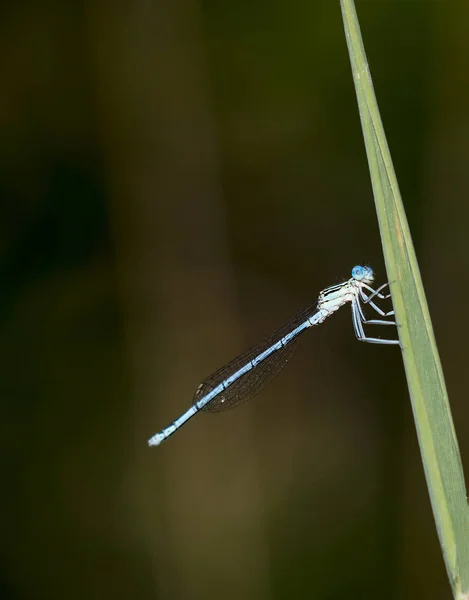 Close Van Een Libelle Een Grassprietje Zitten — Stockfoto