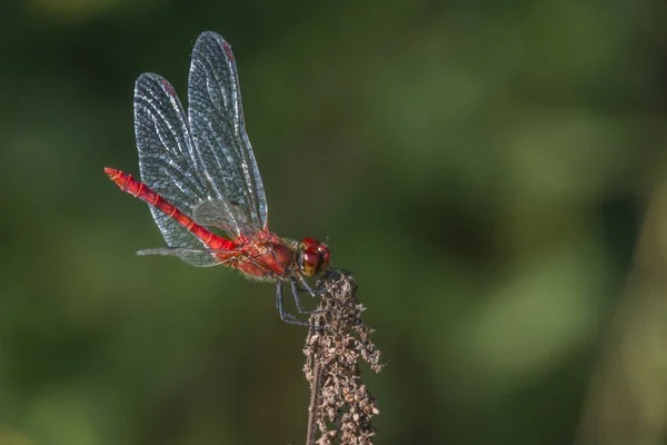 Darter Perched Branch — Stock Photo, Image