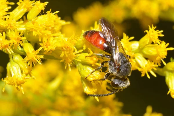 Abeille Sanguine Dans Mer Fleurissante — Photo