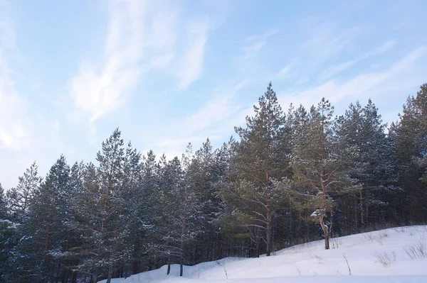Abendliche Winterlandschaft Wald Mit Kiefern Auf Den Bergen — Stockfoto