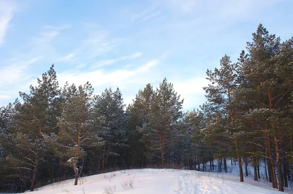 Βράδυ Χειμερινό Τοπίο Στο Δάσος Πεύκα Στα Βουνά — Φωτογραφία Αρχείου