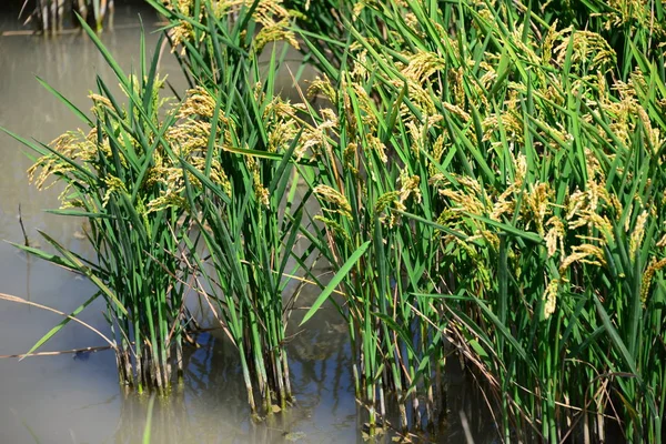 Campo Arroz Grama Agrícola — Fotografia de Stock