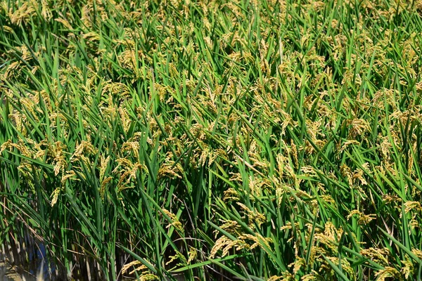 Rýžové Pole Zemědělská Tráva — Stock fotografie