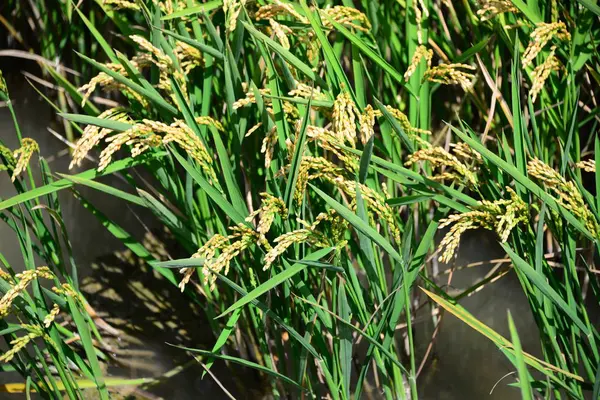 Reisfeld Landwirtschaft Gras — Stockfoto