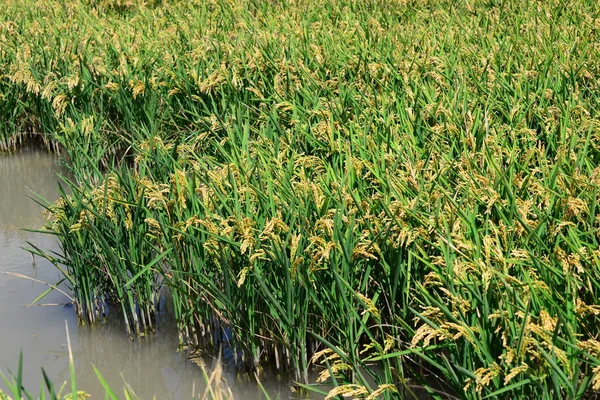 Rijstveld Landbouwgras — Stockfoto