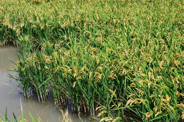 Campo Arroz Grama Agrícola — Fotografia de Stock