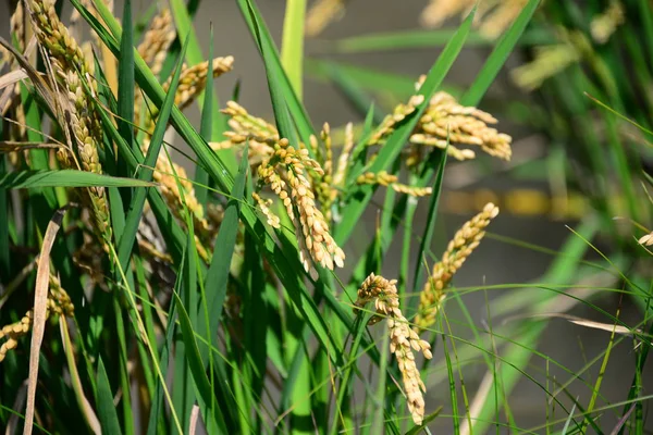 Reisfeld Landwirtschaft Gras — Stockfoto