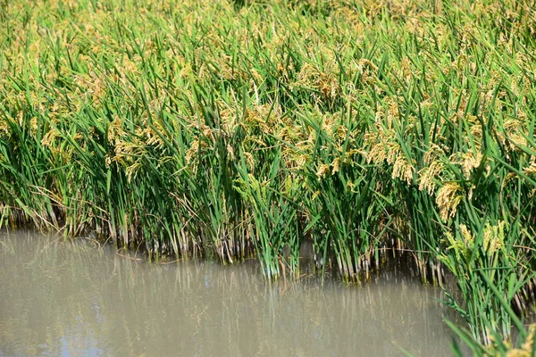 Campo Riso Erba Agricola — Foto Stock