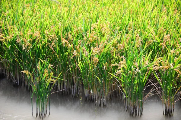 Campo Riso Erba Agricola — Foto Stock