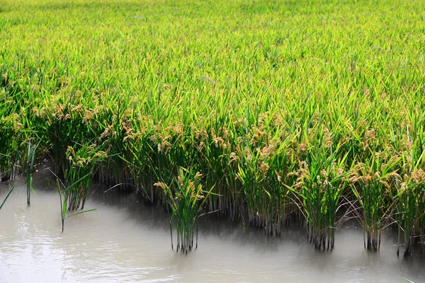 Рисовое Поле Сельскохозяйственная Трава — стоковое фото