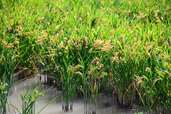 Rijstveld Landbouwgras — Stockfoto