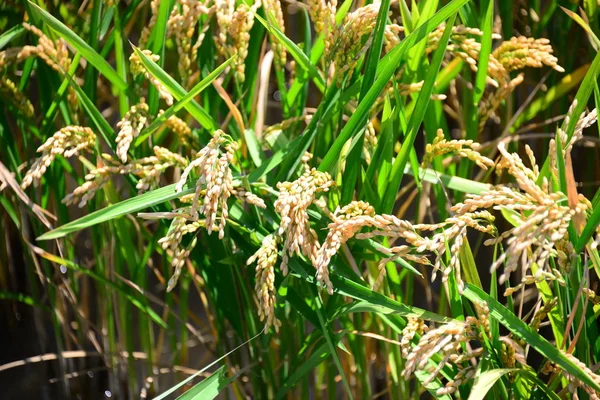 Rýžové Pole Zemědělská Tráva — Stock fotografie