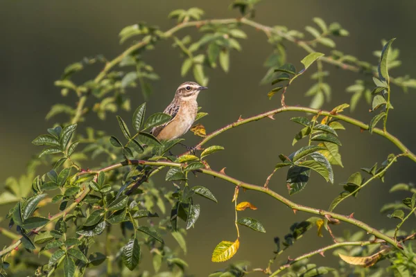 Whinchat Сидя Ветке — стоковое фото