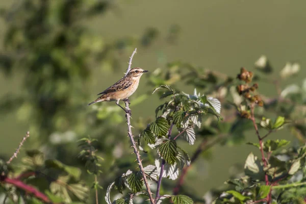 Whinchat Senta Num Ramo — Fotografia de Stock