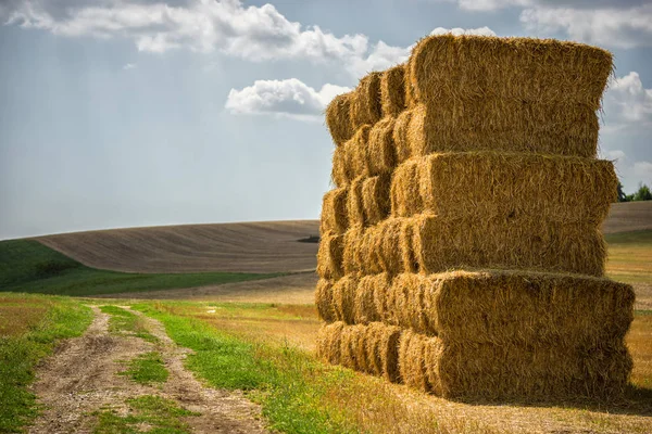 Campo Agrícola Con Fardos Paja —  Fotos de Stock