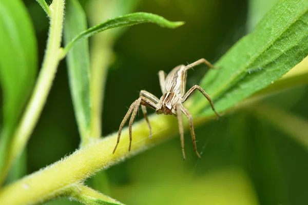 Αράχνη Ζώο Τρομακτικό Έντομο — Φωτογραφία Αρχείου