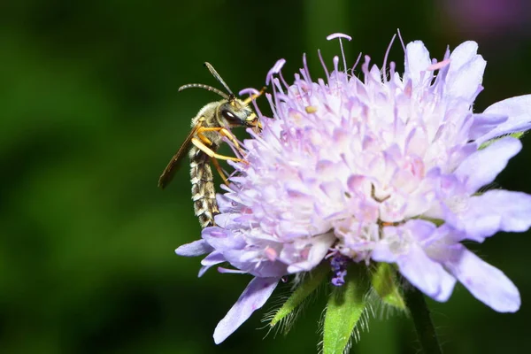 Abeille Sur Wiesenscabiose — Photo