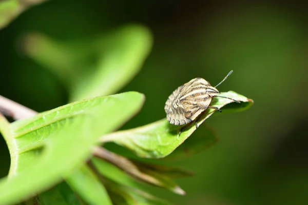 Tira Bugs Larva Uma Folha — Fotografia de Stock