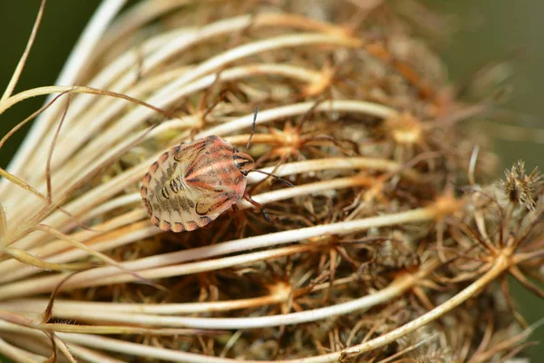 Strippen Insecten Larve Een Gedroogde Bloem — Stockfoto