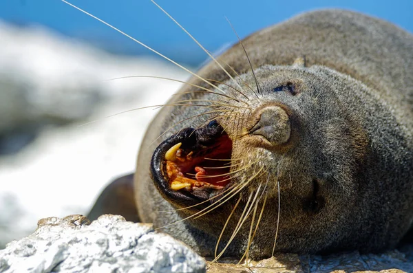 Otaries Nouvelle Zélande — Photo