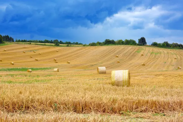 Weizenfeld Ackergetreide — Stockfoto