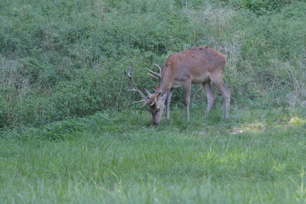 Animal Sauvage Cerf Saboté Animal — Photo