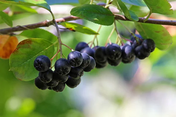 Bagas Aronia Melanocarpa Appleberry Nua Baga Maçã Com Frutos Pretos — Fotografia de Stock