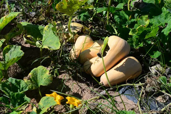 Pumpkin Pumpkin Flower Spain - Stock-foto