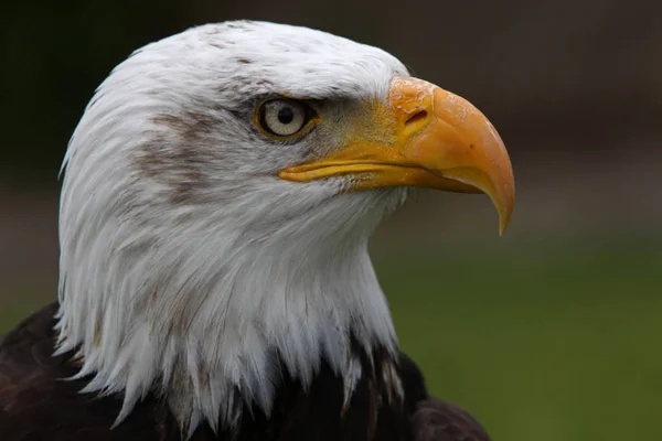 Picturesque Bird Theme Shot — Stock Photo, Image