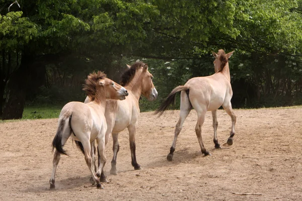 Cheval Mignon Prise Vue Plein Air Jour — Photo