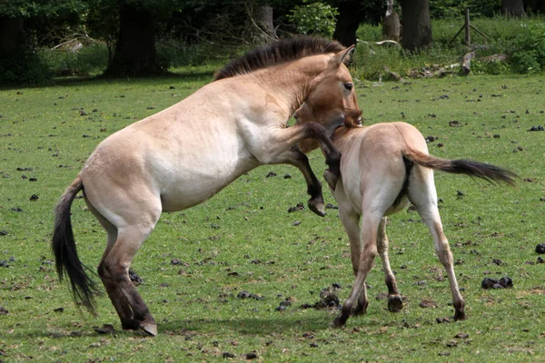 Caballos Aire Libre Durante Día —  Fotos de Stock