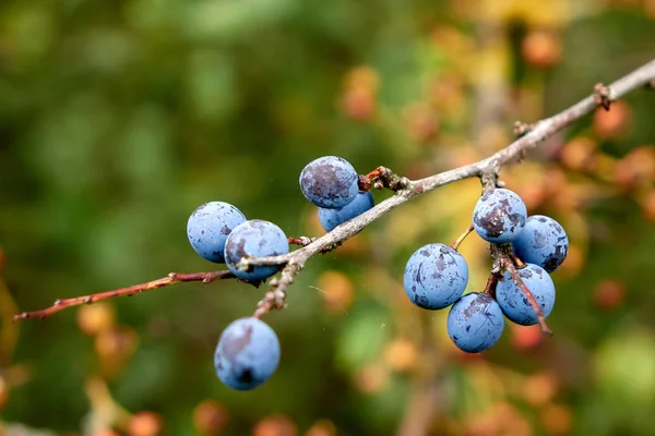 Fundo Maravilhoso Outono Mostra Berrys Sloe Ramo — Fotografia de Stock