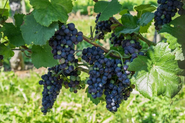 Racimos Uvas Árbol Con Uvas — Foto de Stock