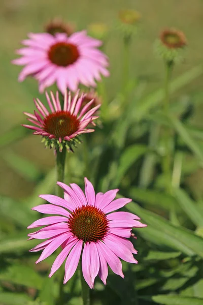 Kleur Roze Bij Paarse Zonnehoed Echinacea Purpurea — Stockfoto