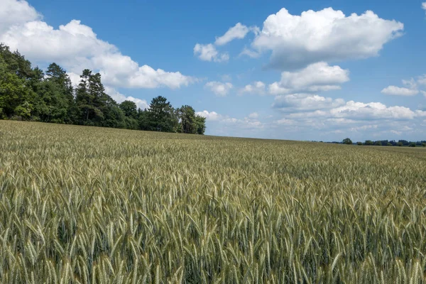 Campo Con Trigo Verde Paisaje Rural Cuesta Abajo — Foto de Stock