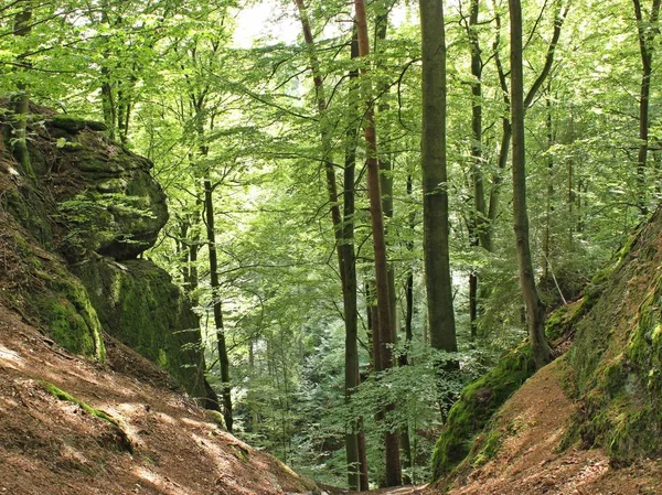 Descente Elfengrotte Près Eisenach — Photo