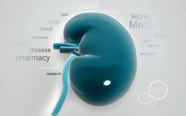 Digital Illustration Kidney Color Background — Stock Photo, Image