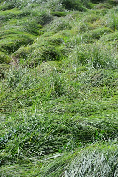 田野里的绿草 — 图库照片