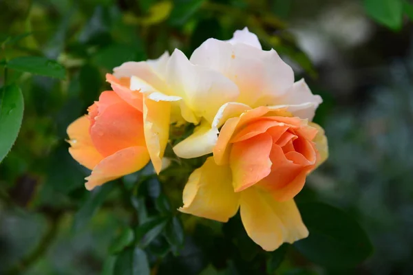 Rose Flower Bayern — Stock Photo, Image