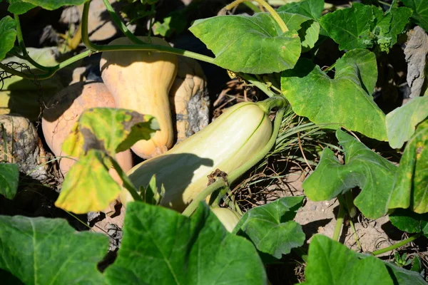 Squash Blossom Growing Plants Leaves — Stock Photo, Image