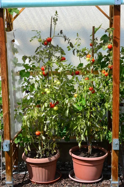 Czerwone Dojrzałe Pomidory Organiczne — Zdjęcie stockowe