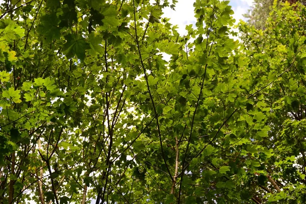 Beautiful German Forest — Stock Photo, Image