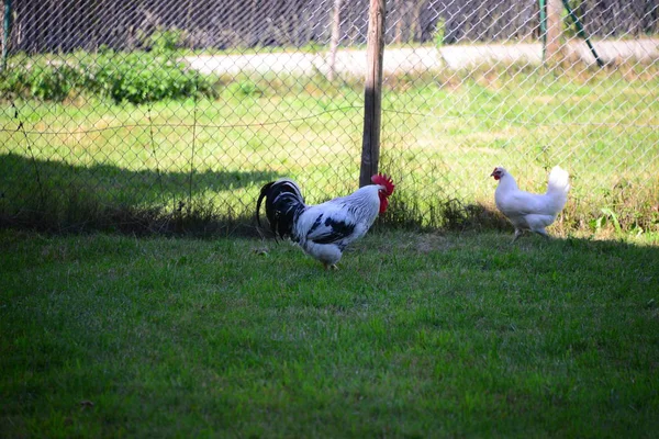 Hahn Und Henne Auf Der Wiese — Stockfoto