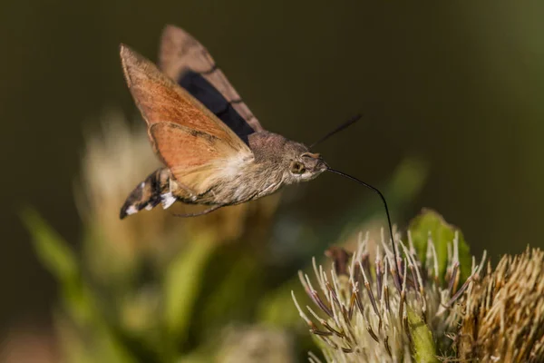 Close Bug Natureza Selvagem — Fotografia de Stock