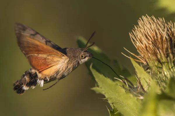 Close Borboleta Habitat Conceito Selvageria — Fotografia de Stock