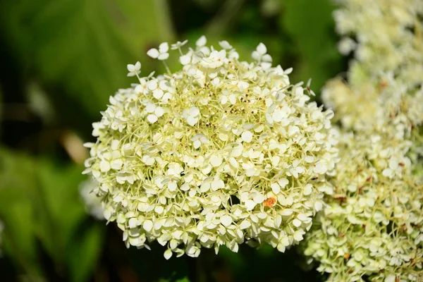 Flores Bonitas Fundo Conceito Floral — Fotografia de Stock