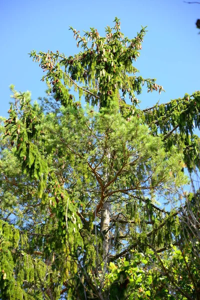Naaldbomen Dennenappels — Stockfoto