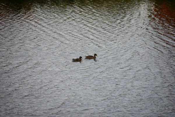 Patos Flotantes Lago Baviera — Foto de Stock