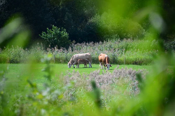 Vacas Prado Bávaro —  Fotos de Stock