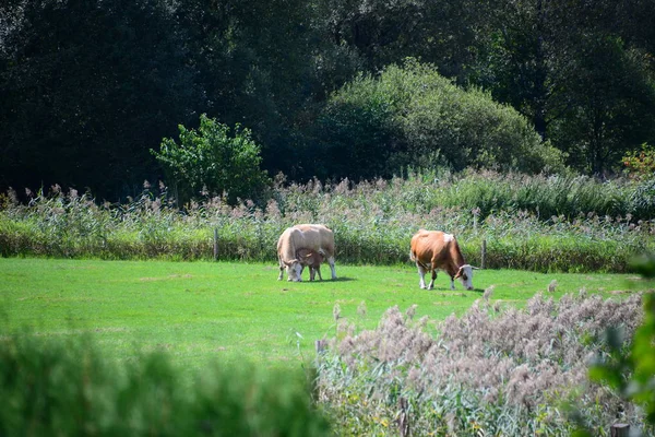 Vaches Sur Prairie Bayrischen — Photo